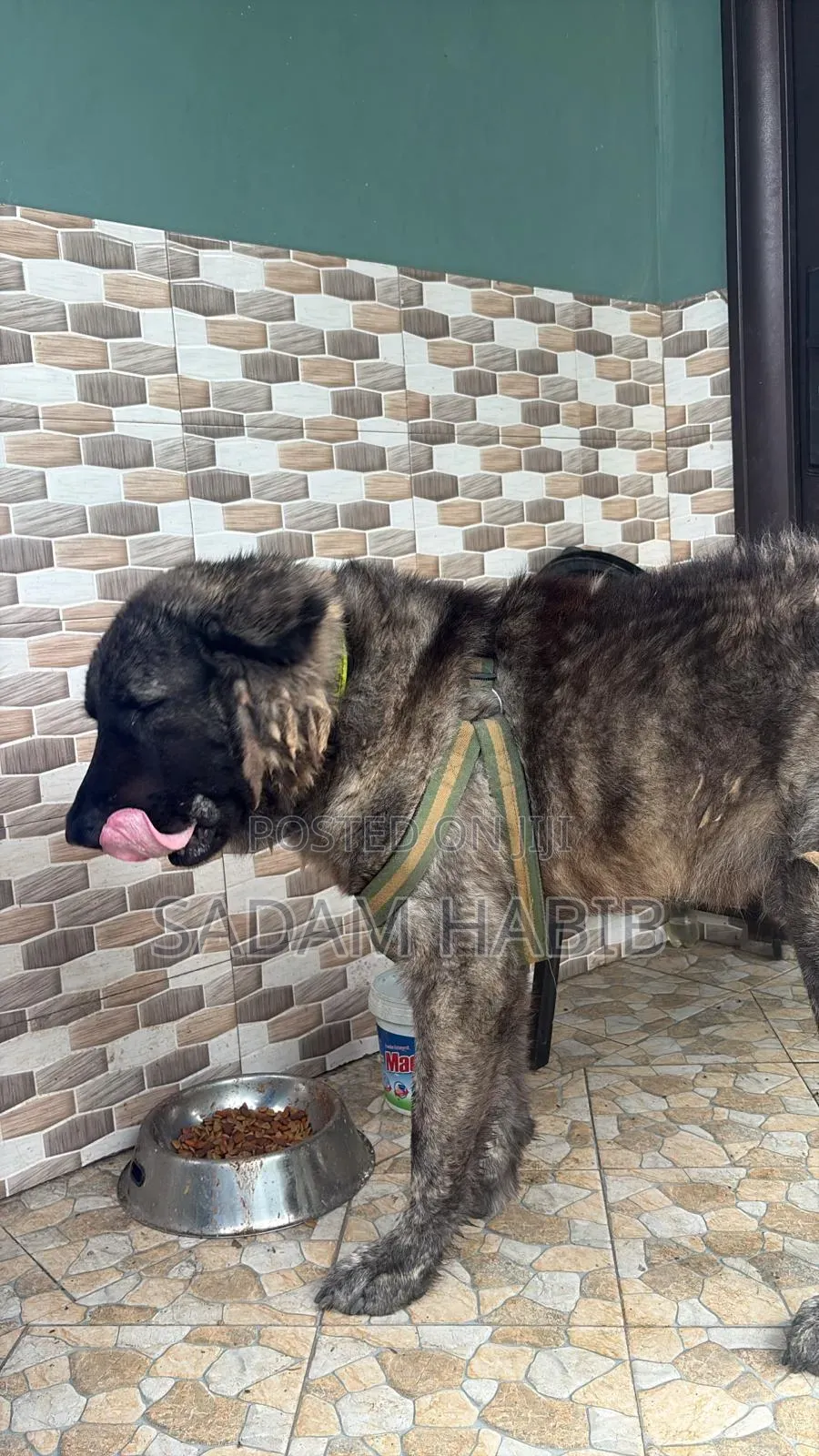 1+ year Male Purebred Caucasian Shepherd