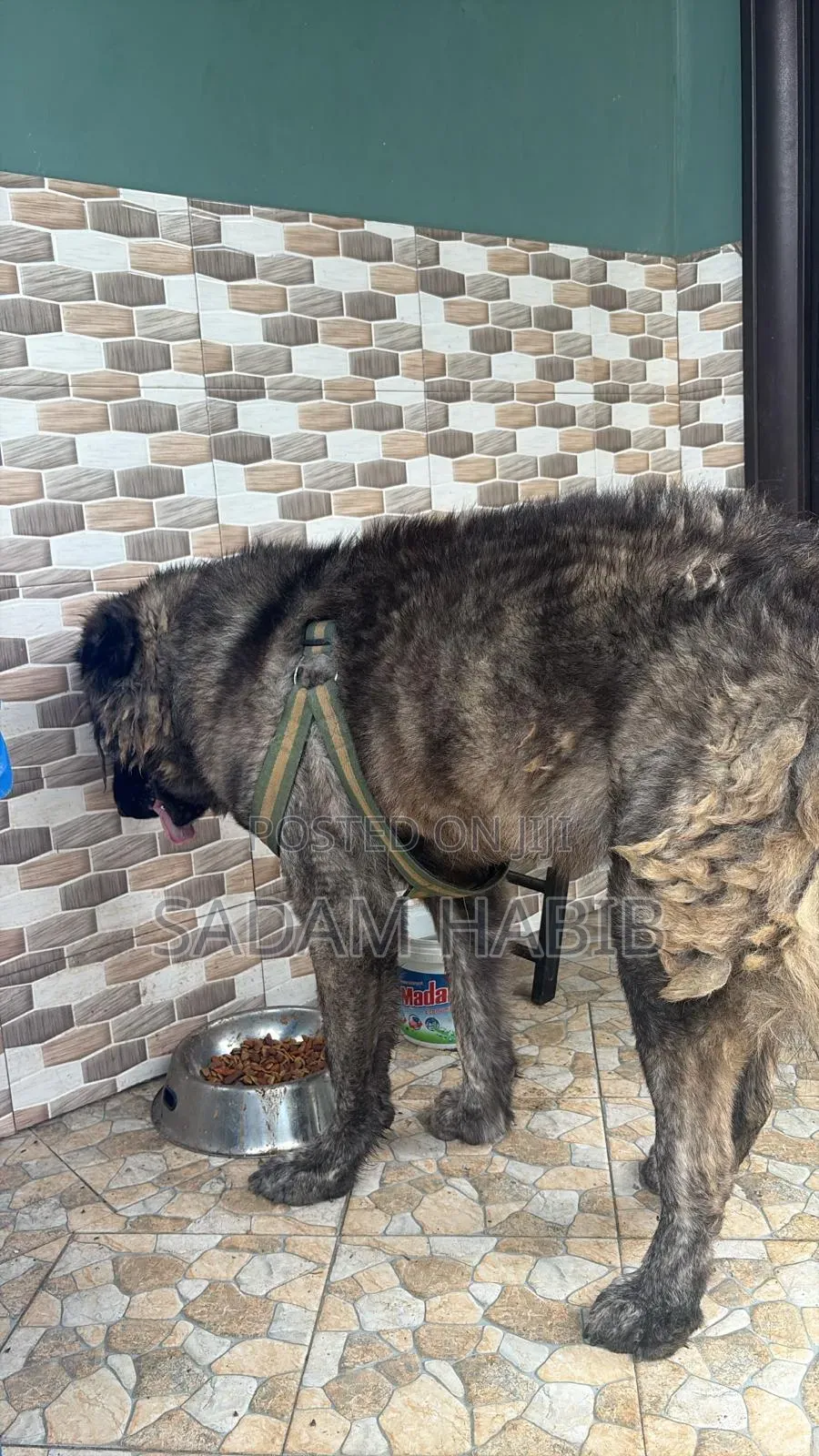 1+ year Male Purebred Caucasian Shepherd