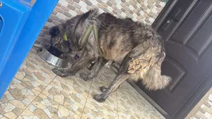 1+ year Male Purebred Caucasian Shepherd