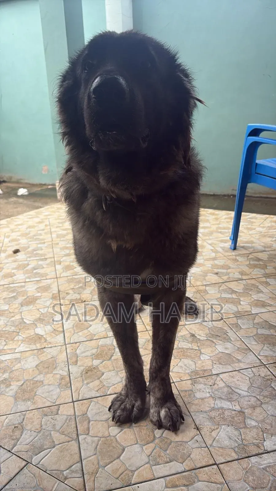 1+ year Male Purebred Caucasian Shepherd