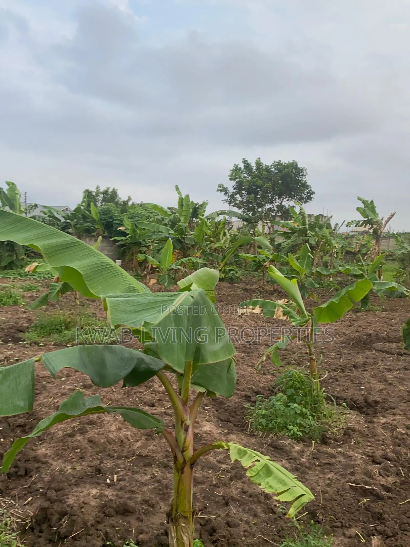 Land for Sale