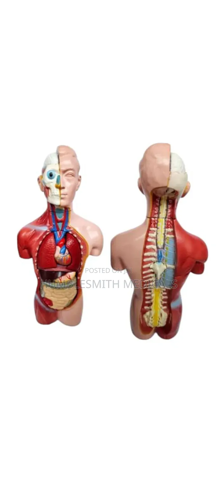 Sexless Torso