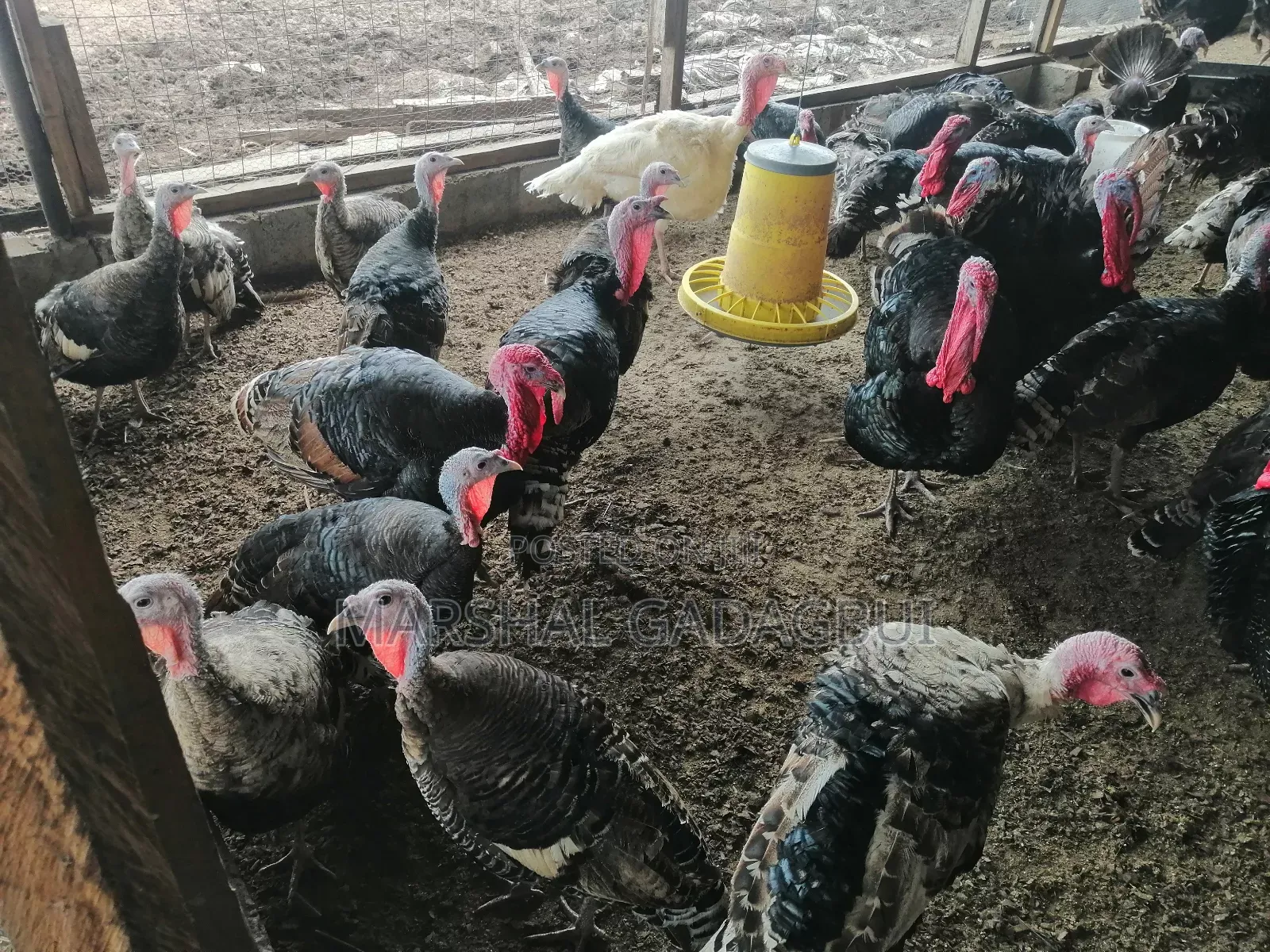 Local Turkeys
