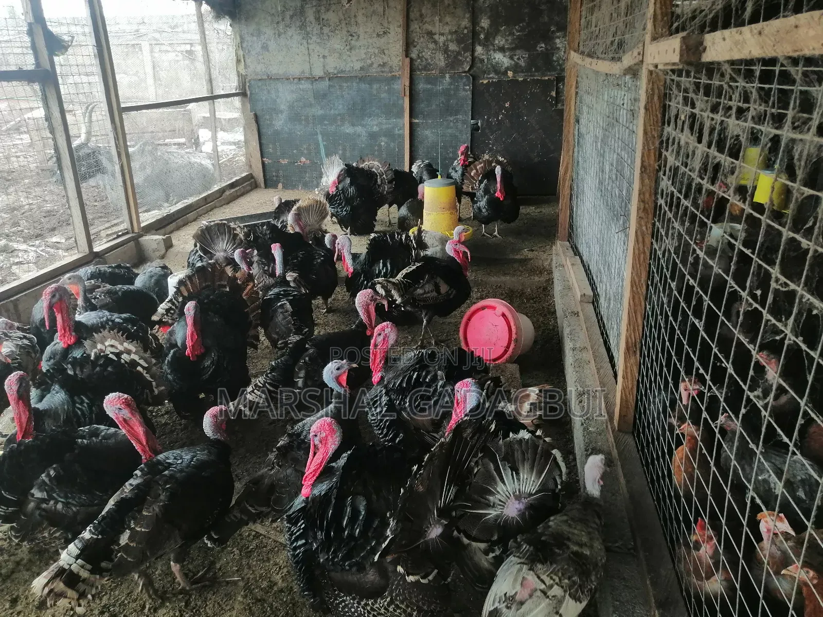 Local Turkeys