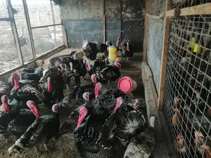 Local Turkeys