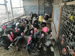 Local Turkeys