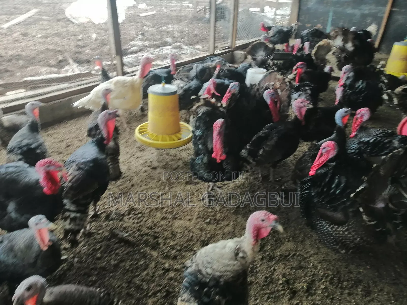 Local Turkeys