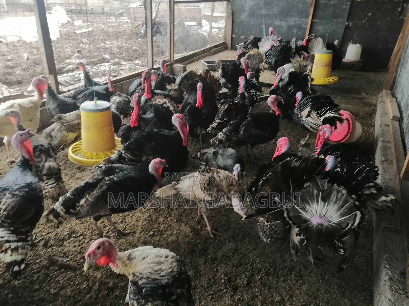 Local Turkeys