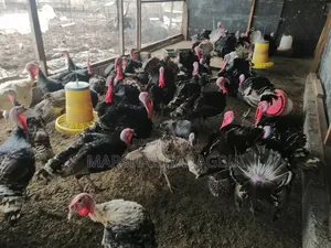 Local Turkeys