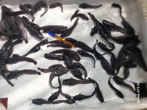 Catfish And Tilapia Fingerlings
