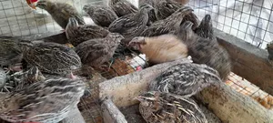Quail Chicks and Fertile/Hatchanle Eggs Available for Sale