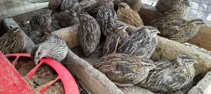 Quail Chicks and Fertile/Hatchanle Eggs Available for Sale
