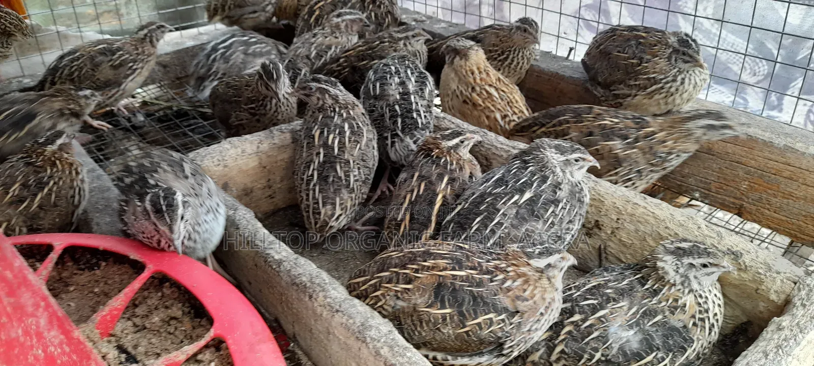 Quail Chicks and Fertile/Hatchanle Eggs Available for Sale