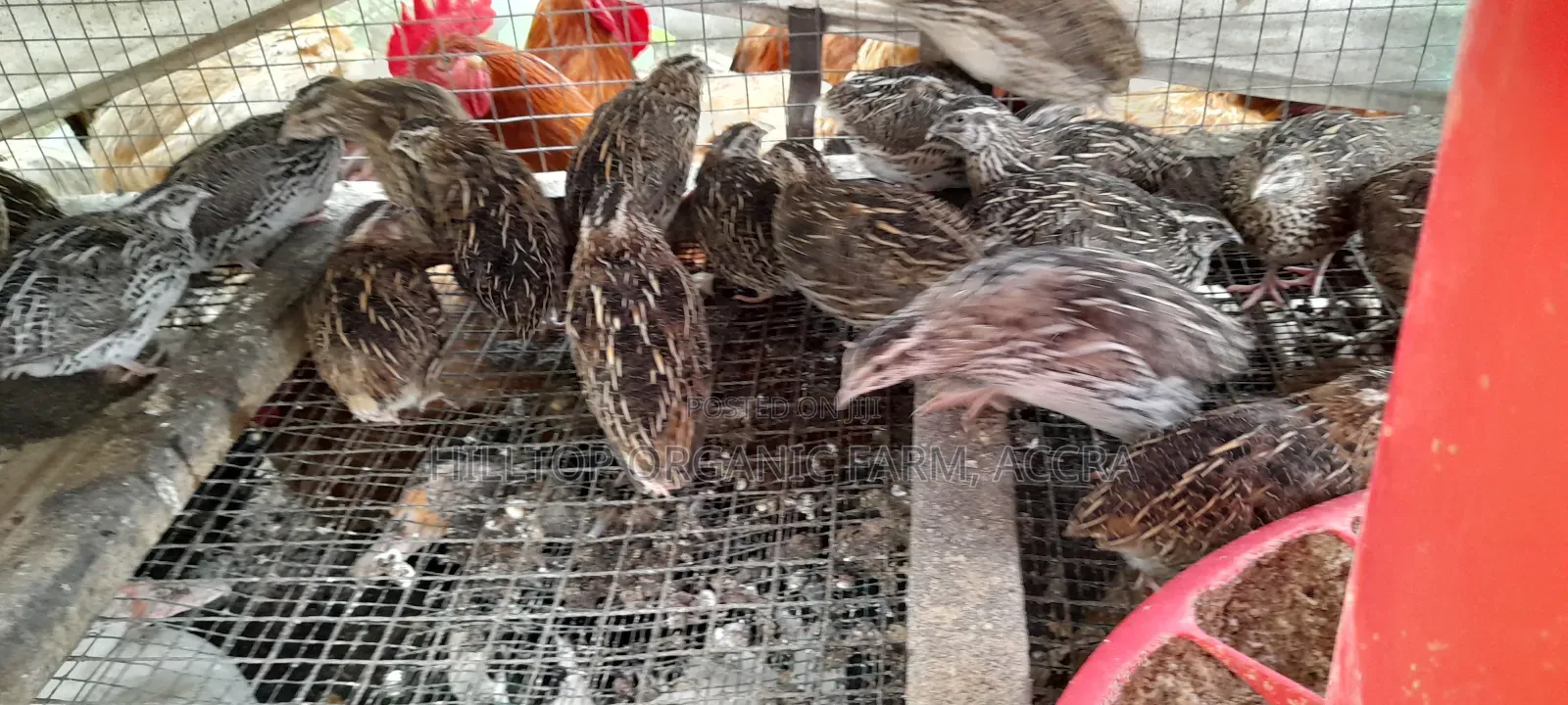 Quail Chicks and Fertile/Hatchanle Eggs Available for Sale