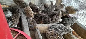 Quail Chicks and Fertile/Hatchanle Eggs Available for Sale