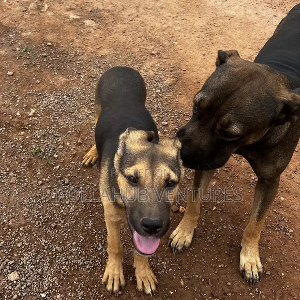 German Shepherd Month Old Boerboel 3-6 Months Male Mixed Breed