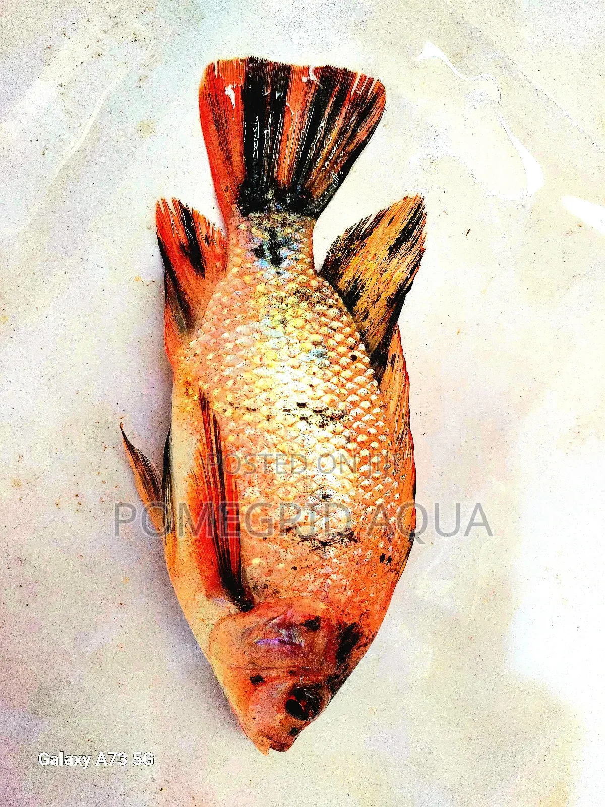 Catfish And Tilapia Fingerlings