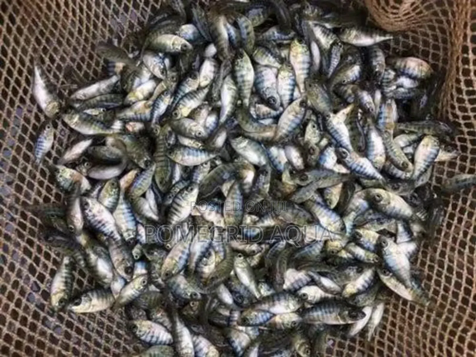 Catfish And Tilapia Fingerlings