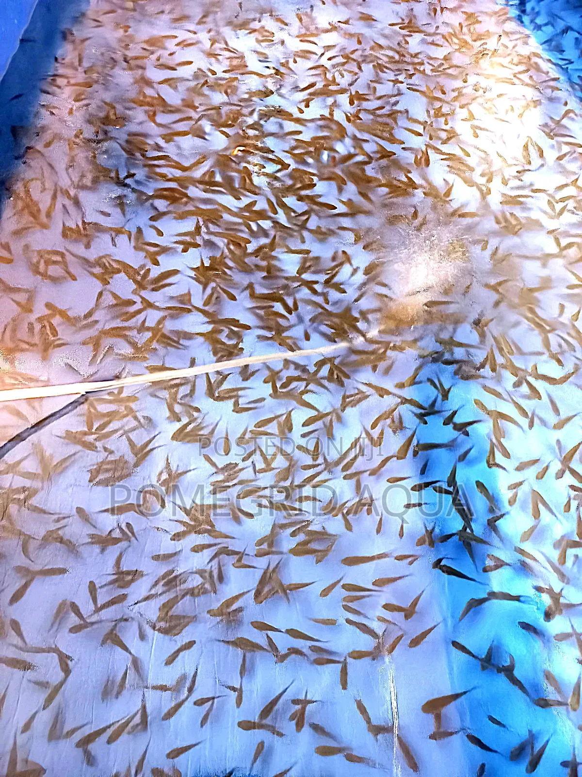 Catfish And Tilapia Fingerlings