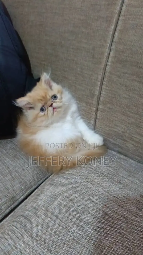 1-3 months Male Purebred Persian