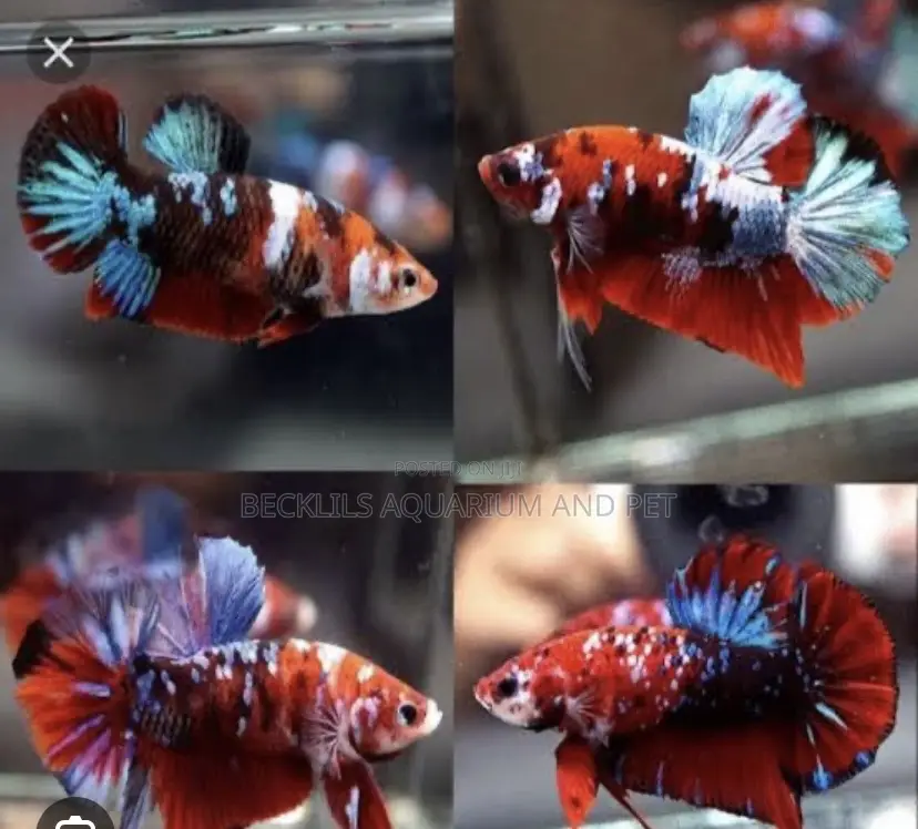 Galaxy Betta Fish