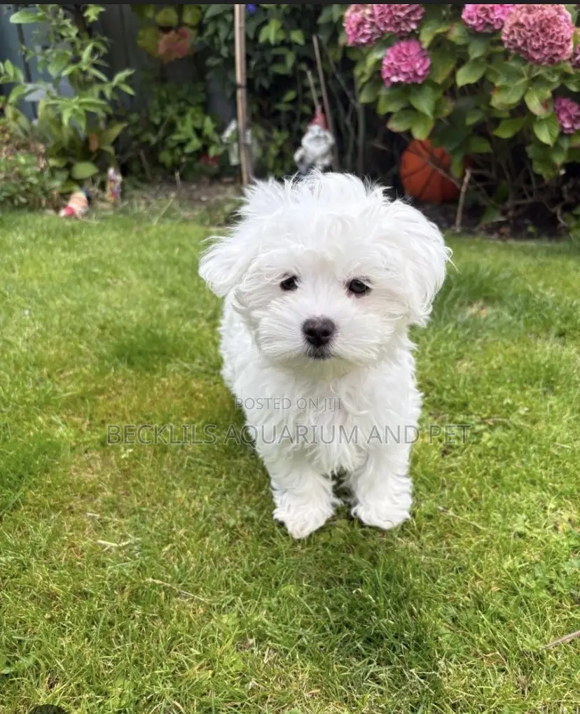 1-3 months Female Purebred Maltese