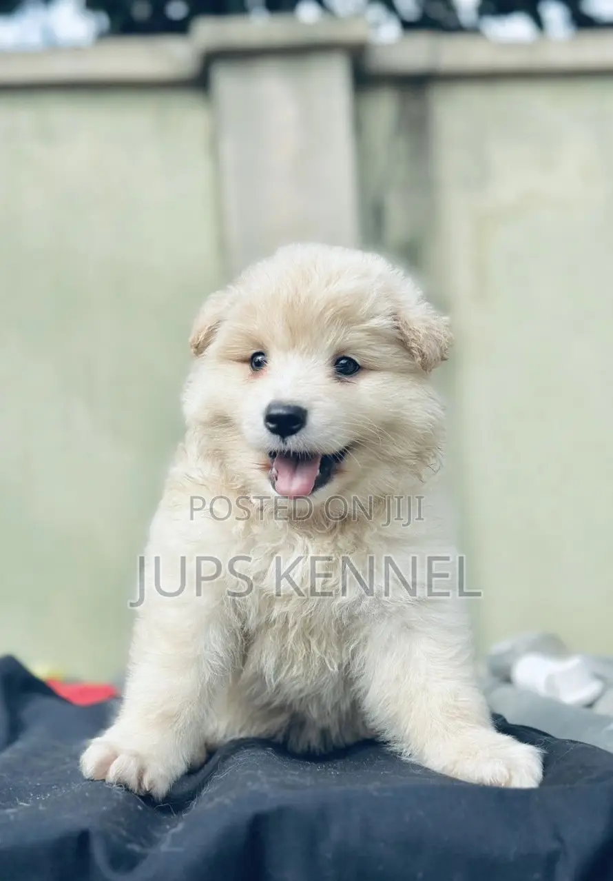1-3 months Male Purebred American Eskimo