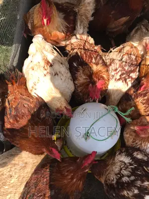 Live and Dressed Chicken