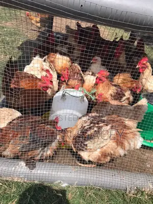 Live and Dressed Chicken