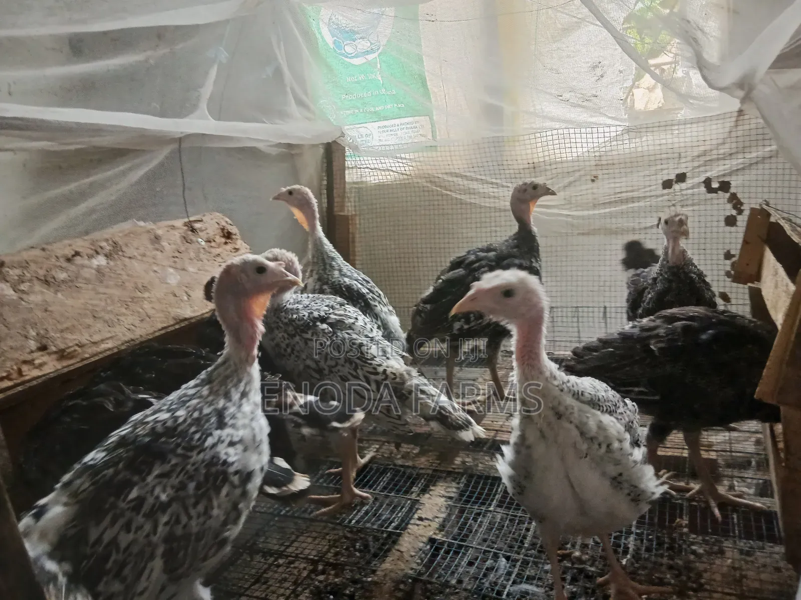 2months Old Turkeys