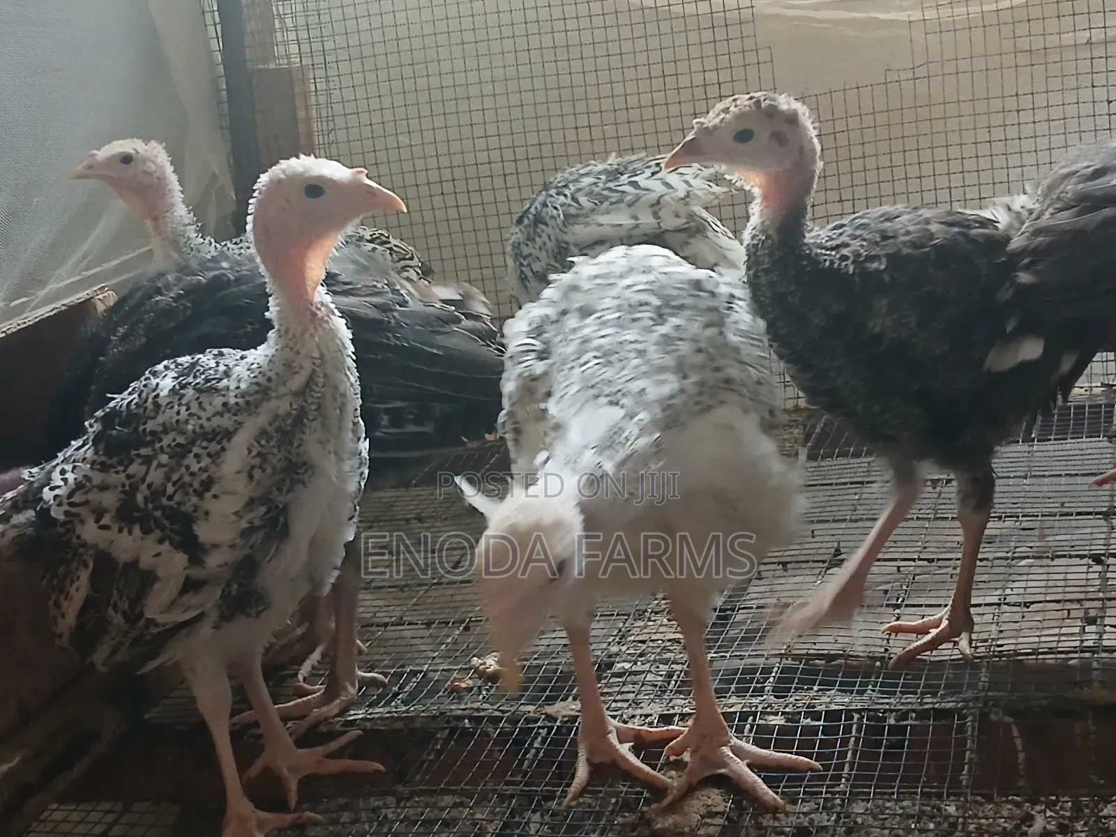 2months Old Turkeys