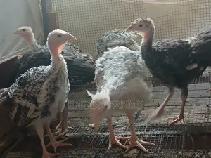 2months Old Turkeys