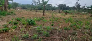600 Plots of Land for Sale at Kwabere Kasaam With No Litigation
