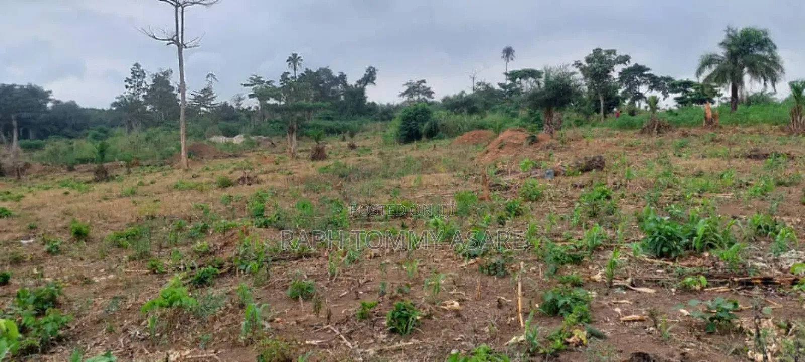 600 Plots of Land for Sale at Kwabere Kasaam With No Litigation