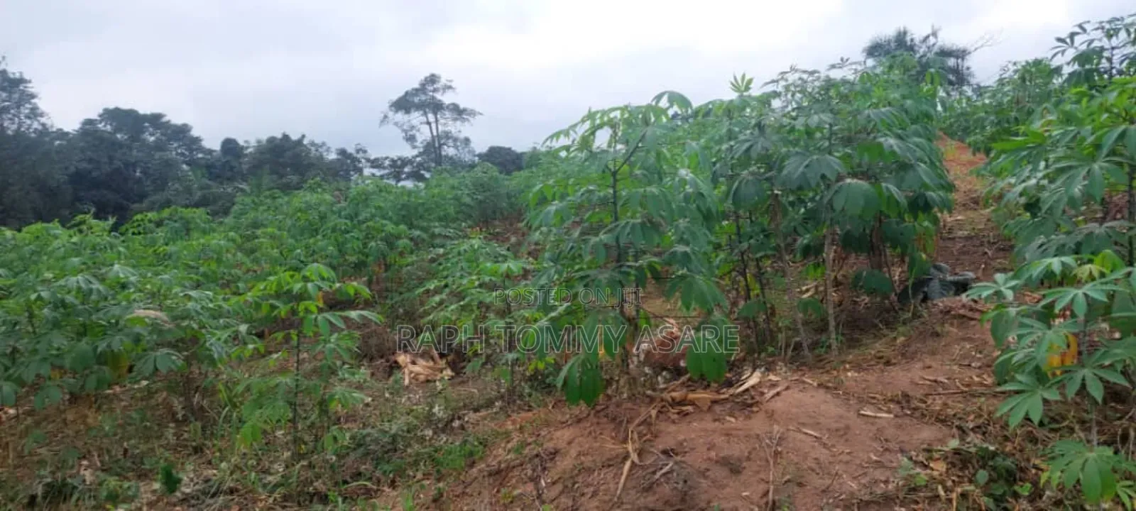 600 Plots of Land for Sale at Kwabere Kasaam With No Litigation