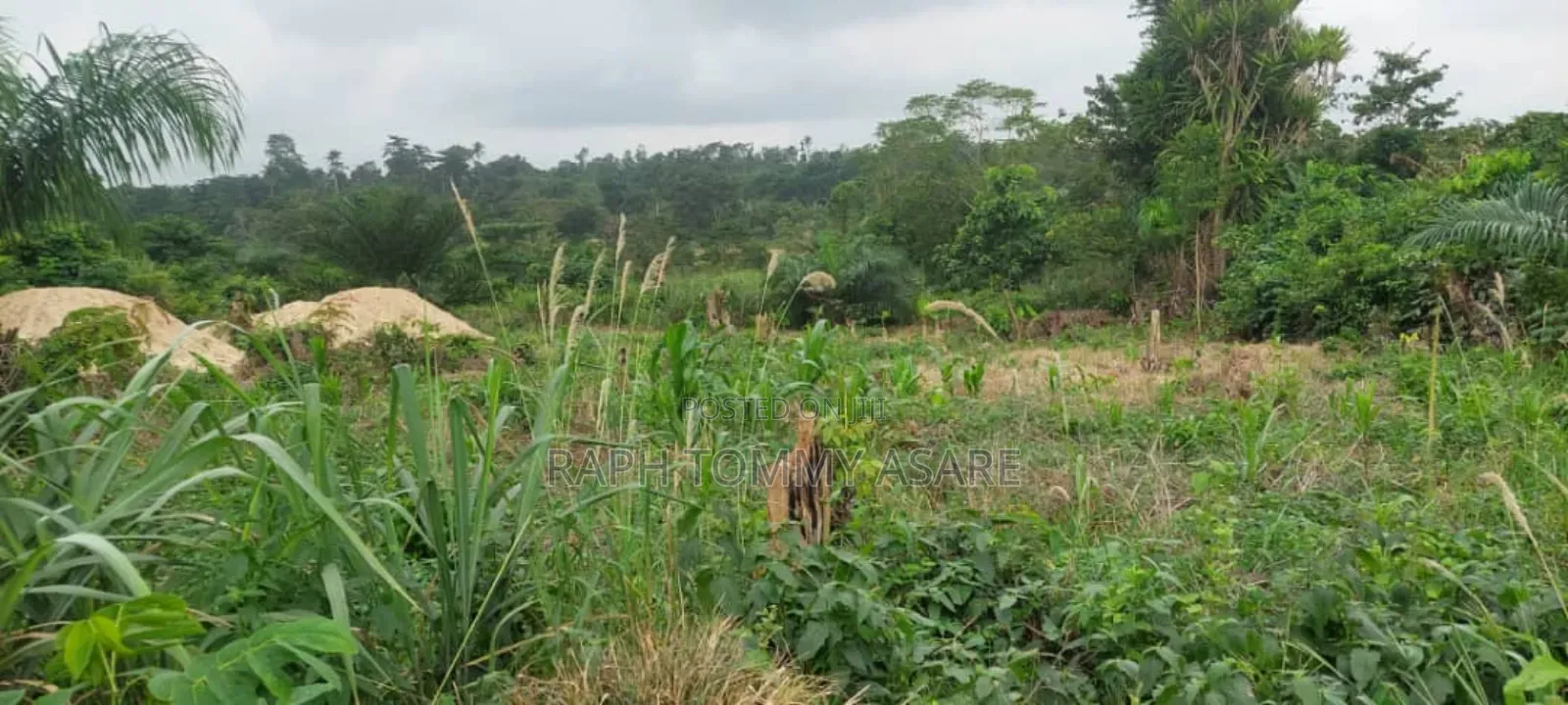 600 Plots of Land for Sale at Kwabere Kasaam With No Litigation