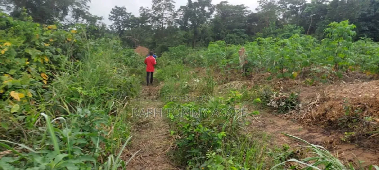 600 Plots of Land for Sale at Kwabere Kasaam With No Litigation