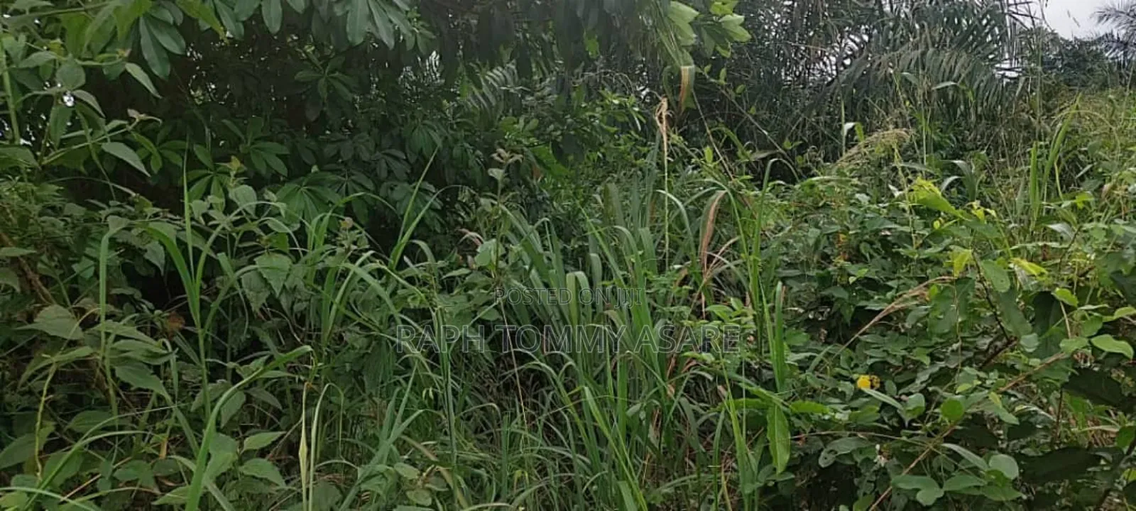 600 Plots of Land for Sale at Kwabere Kasaam With No Litigation