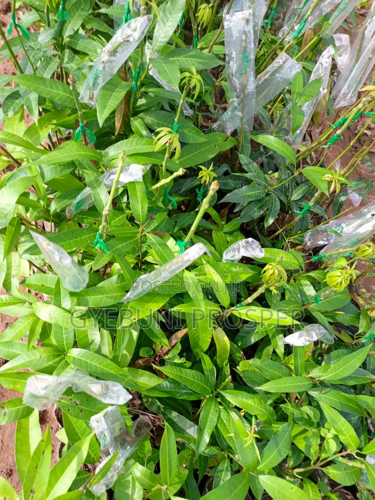 Grafted Mangoes