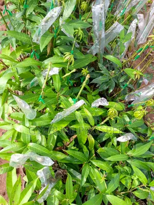 Grafted Mangoes