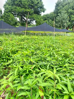 Grafted Mangoes