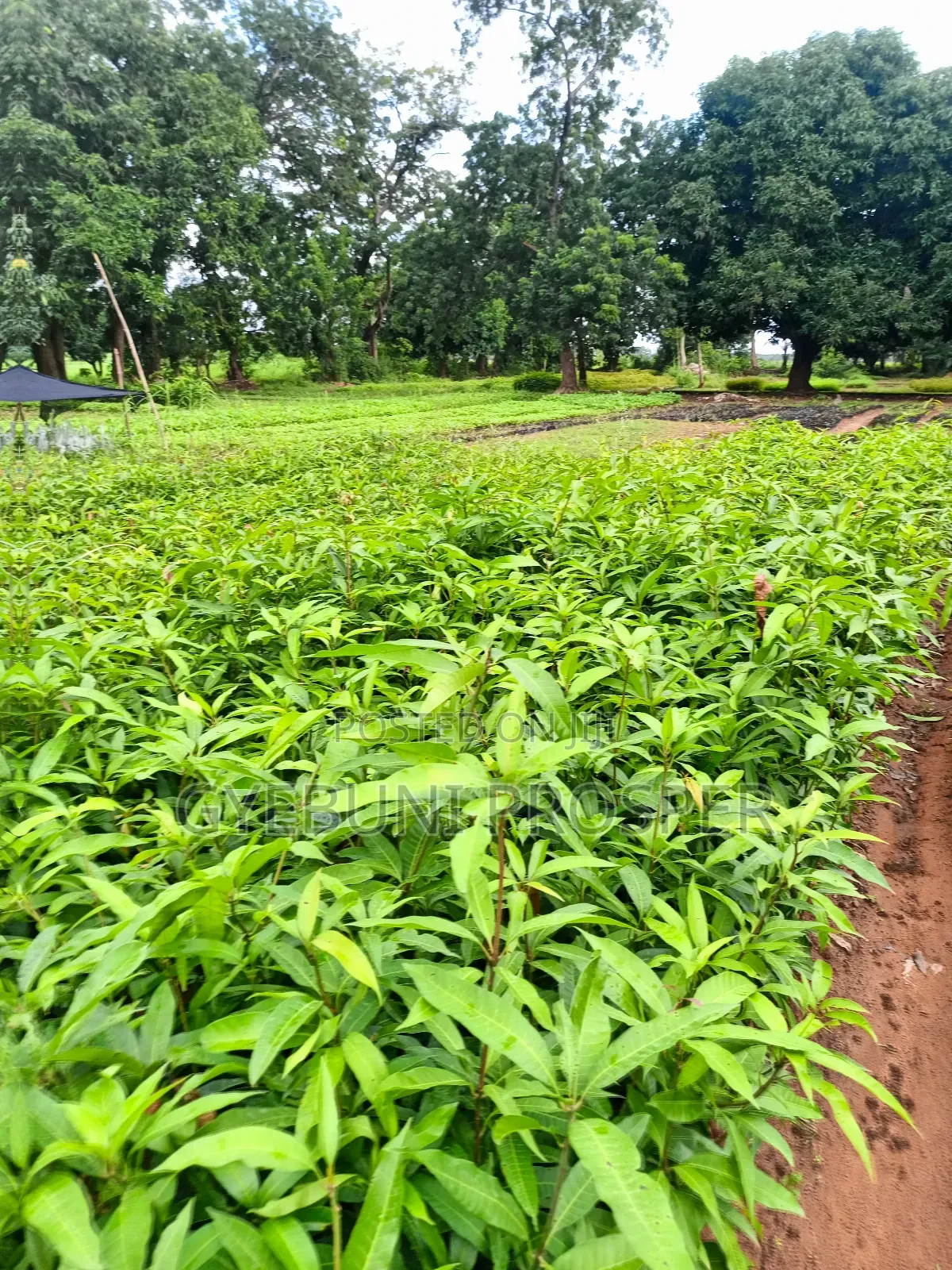Grafted Mangoes
