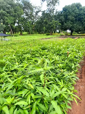 Grafted Mangoes