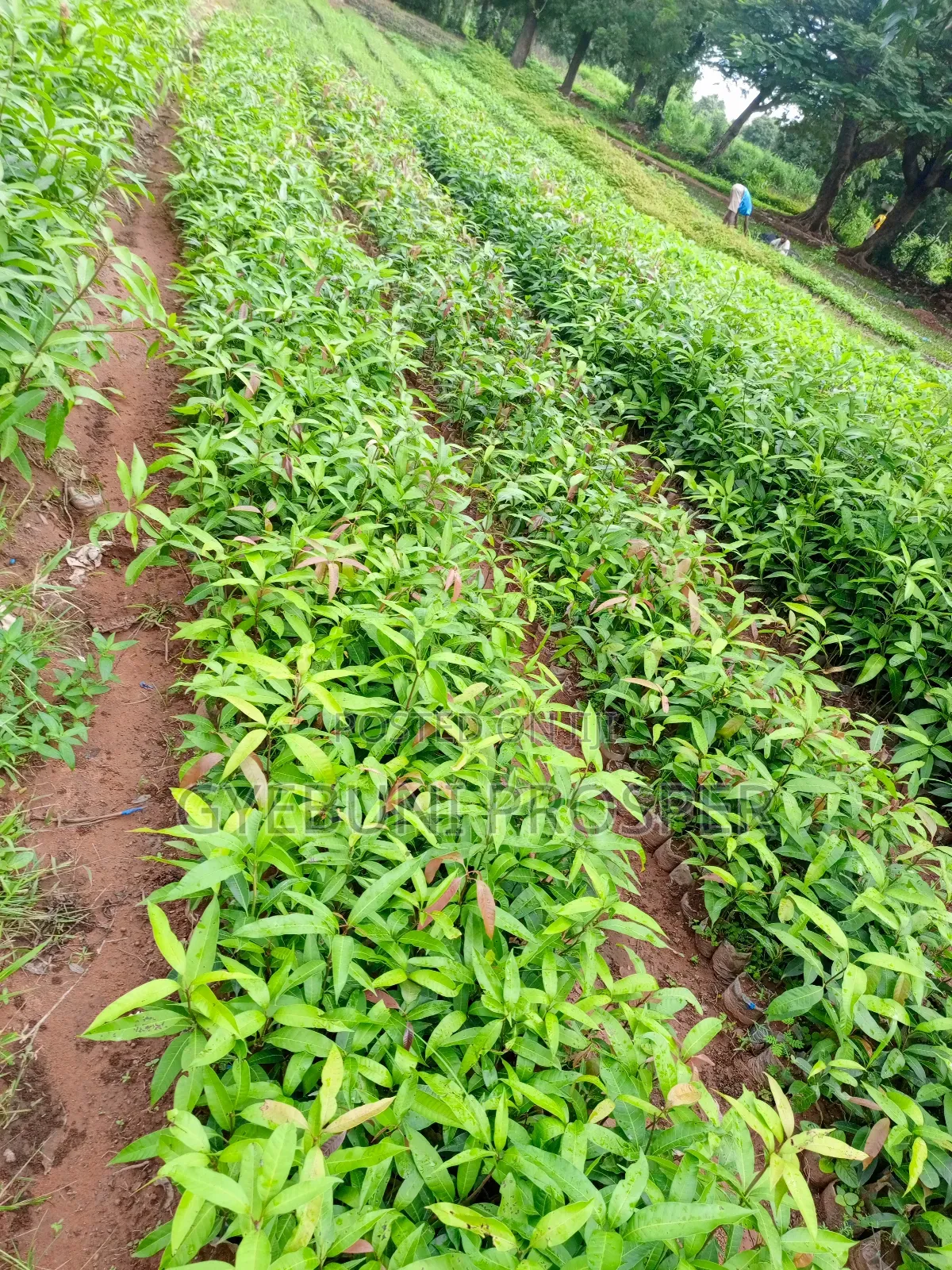 Grafted Mangoes