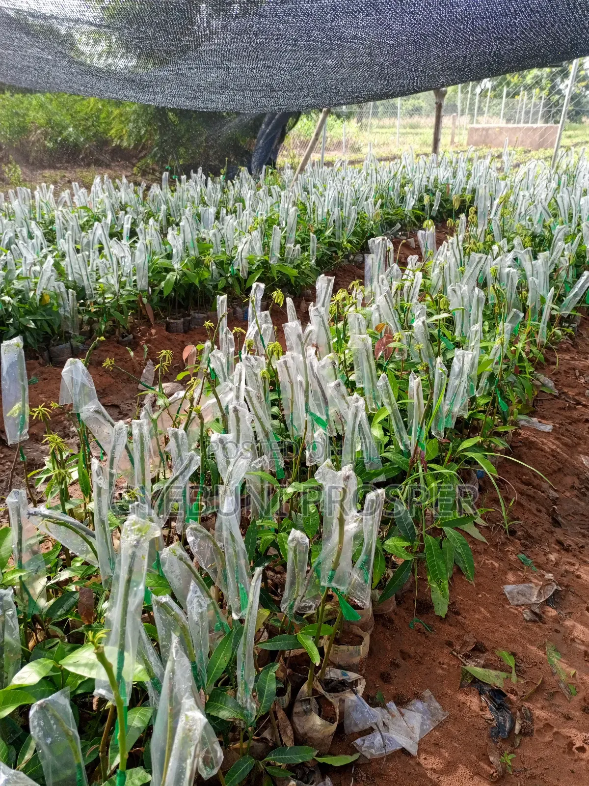 Grafted Mangoes