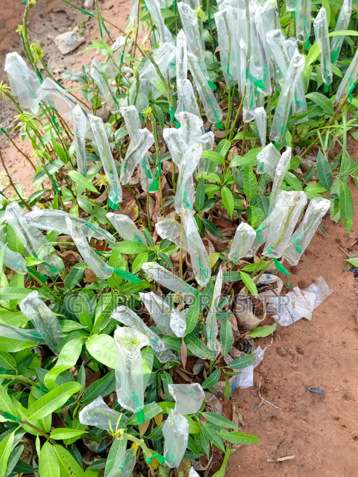 Grafted Mangoes