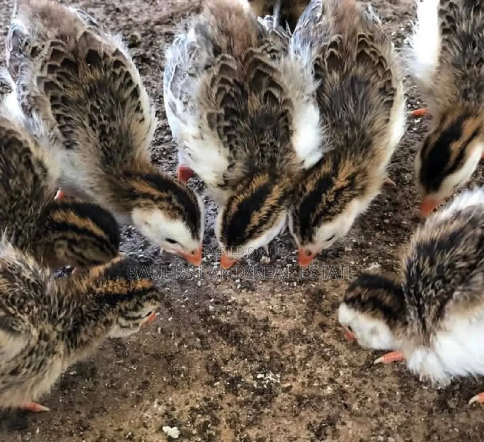 Two Month Old Guineafowl