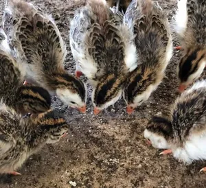 Two Month Old Guineafowl