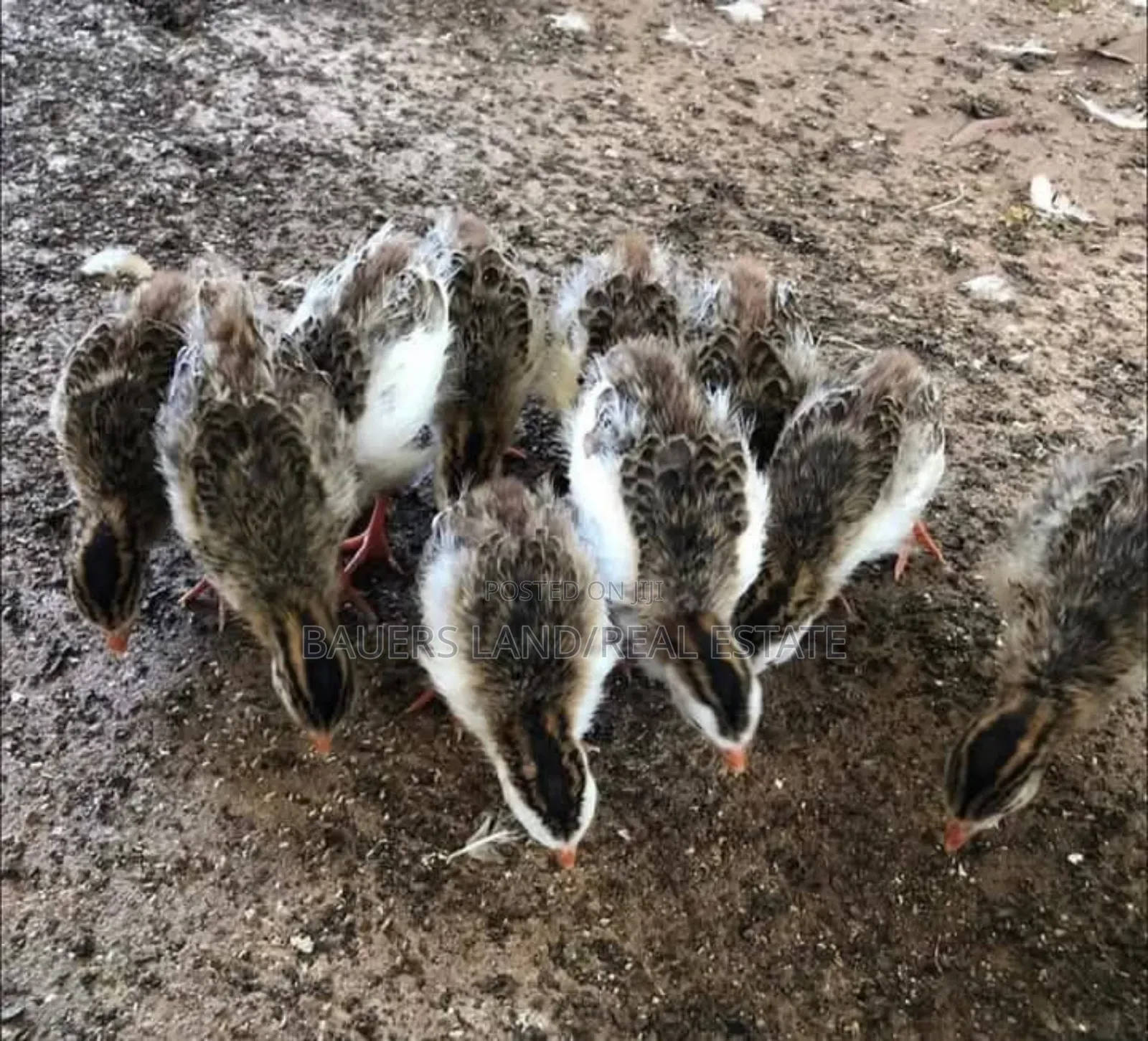 Two Month Old Guineafowl