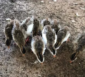 Two Month Old Guineafowl